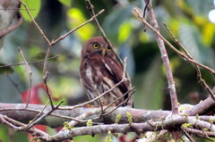 Glaucidium