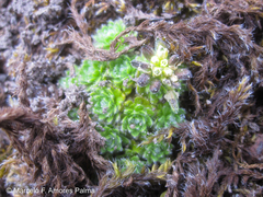 Draba aretioides