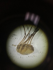 Trachyrhinus marmoratus