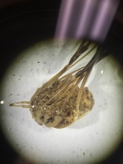 Trachyrhinus marmoratus