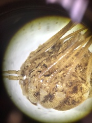 Trachyrhinus marmoratus