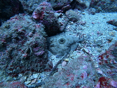 Diplobatis ommata