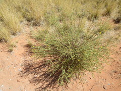 Heterotheca excelsior