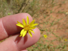 Heterotheca excelsior