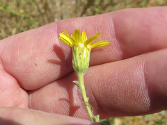 Heterotheca excelsior