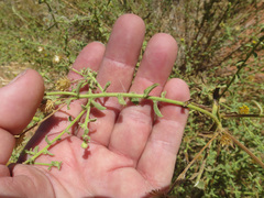 Heterotheca excelsior