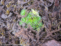 Draba aretioides