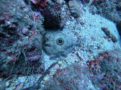 Diplobatis ommata
