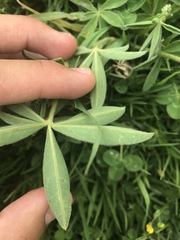 Lupinus pubescens