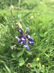 Lupinus pubescens