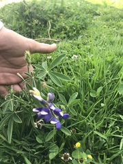 Lupinus pubescens