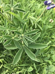Lupinus pubescens