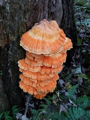 Laetiporus huroniensis