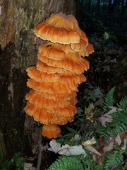 Laetiporus huroniensis