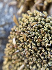 Encalypta pilifera