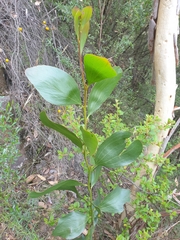 Acacia phlebophylla