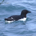 Murres - Photo (c) Alastair Rae, some rights reserved (CC BY-SA)