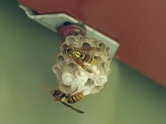 Polistes humilis synoecus