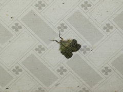 Cryptochrysa auripennis