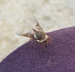 Scaptia abdominalis