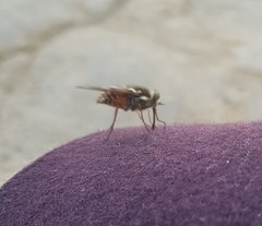 Scaptia abdominalis