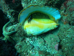 Titanostrombus galeatus