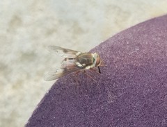 Scaptia abdominalis
