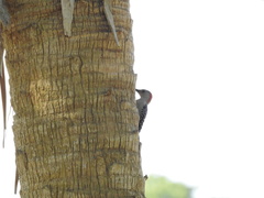 Melanerpes carolinus