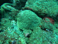 Titanostrombus galeatus