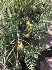 Lomatium grayi