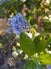 Ceanothus thyrsiflorus griseus