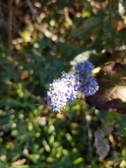 Ceanothus thyrsiflorus griseus