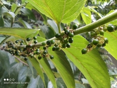 Trema micrantha