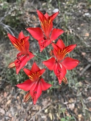 Alstroemeria ligtu ligtu