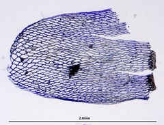 Sphagnum teres