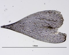 Sphagnum teres