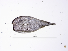 Sphagnum teres