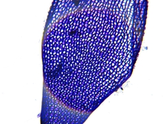 Sphagnum teres
