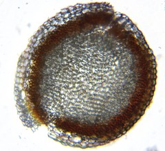 Sphagnum teres