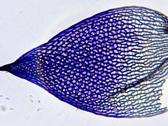 Sphagnum teres