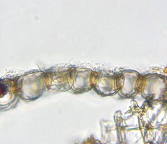 Sphagnum teres
