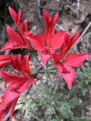Alstroemeria ligtu ligtu