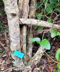 Drypetes diversifolia