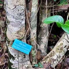 Drypetes diversifolia