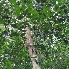 Drypetes diversifolia