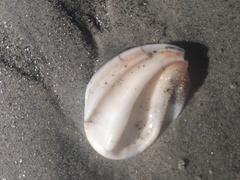 Megastraea undosa
