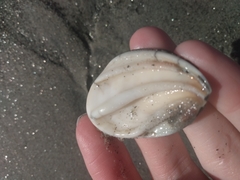 Megastraea undosa