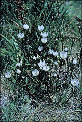 Gentianella muelleriana