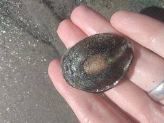 Megastraea undosa