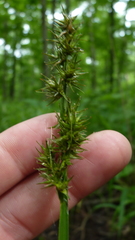 Carex stipata maxima